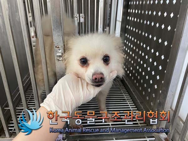 종료(반환) 포메라…